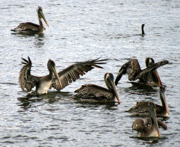 Image of birds sitting on the water