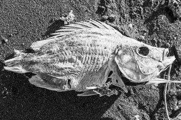 Black and white photo of a fish skeleton