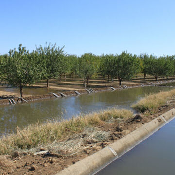 Trees being irrigated in an orchard in the Sacramento-San Joaquin Delta 