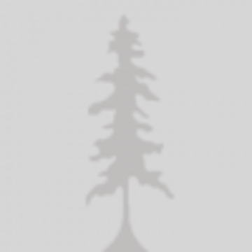 stanford tree logo