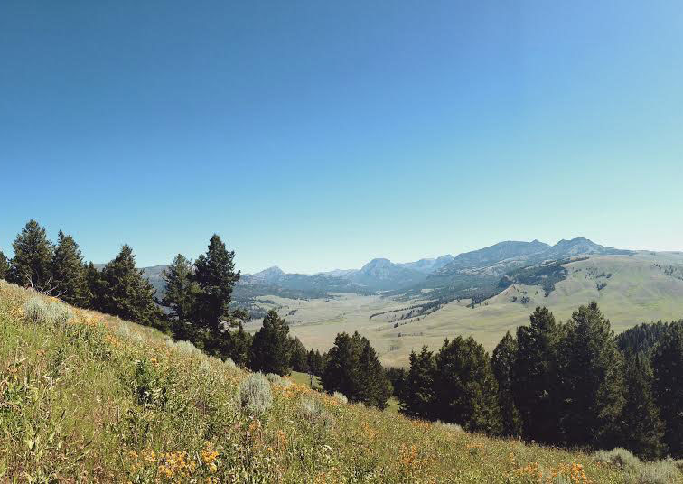 Landscape view from Specimen Ridge in Yellowstone.