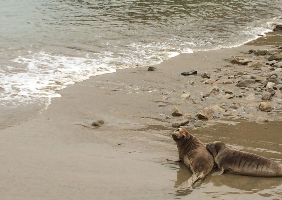 Elephant seals on the beach.